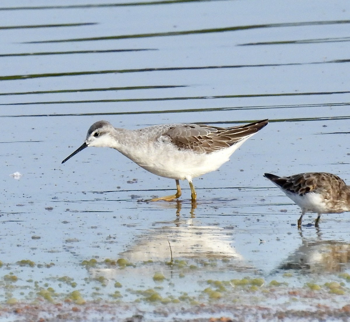 hvithalesvømmesnipe - ML476075711