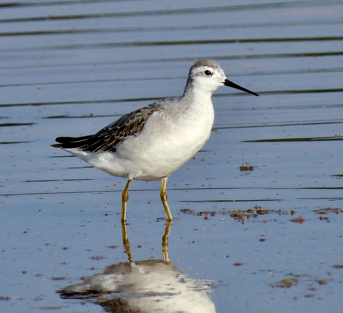 hvithalesvømmesnipe - ML476075721