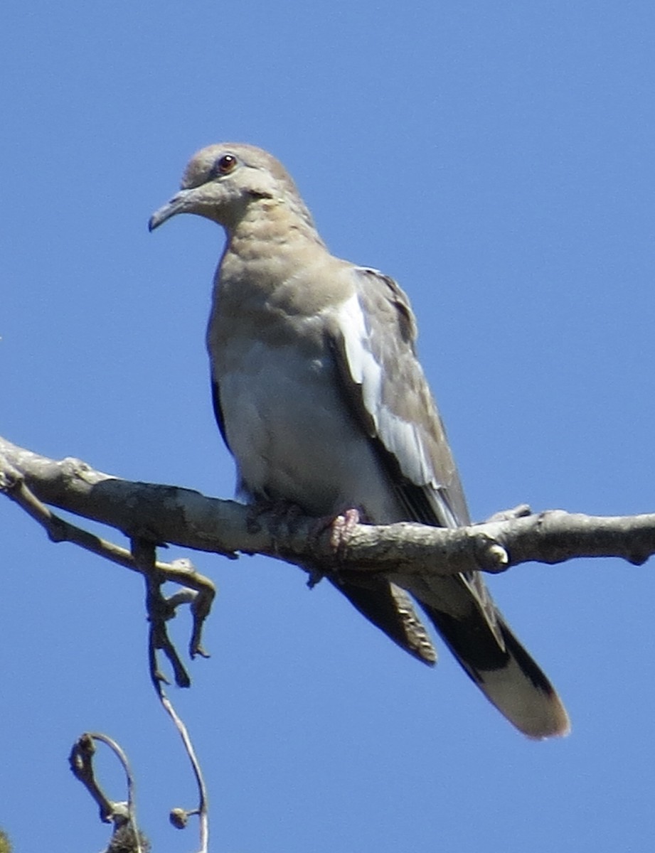 White-winged Dove - Thomas Wurster