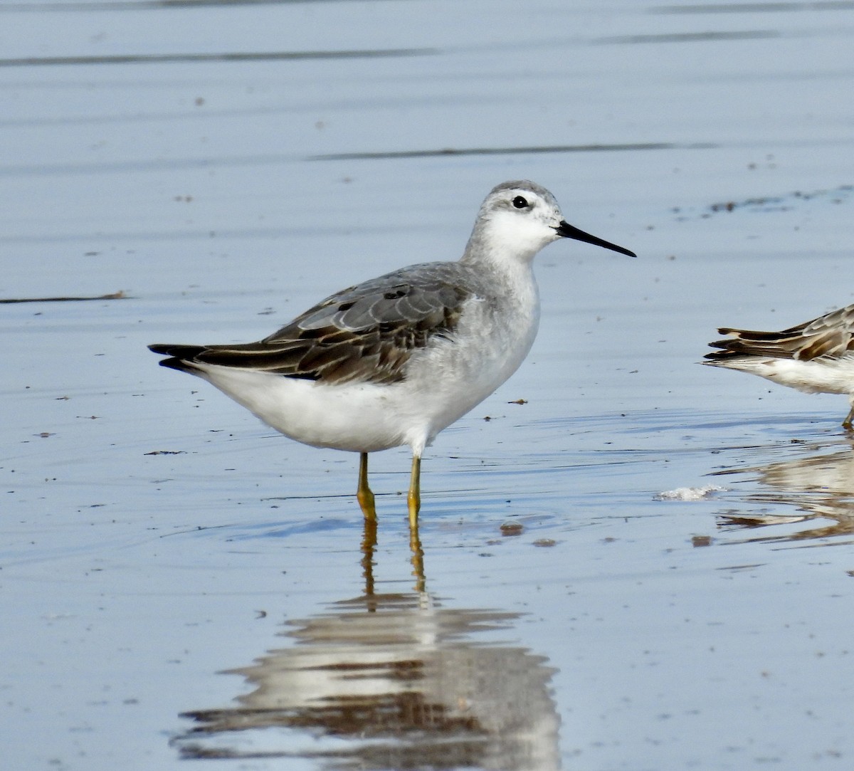 hvithalesvømmesnipe - ML476077251