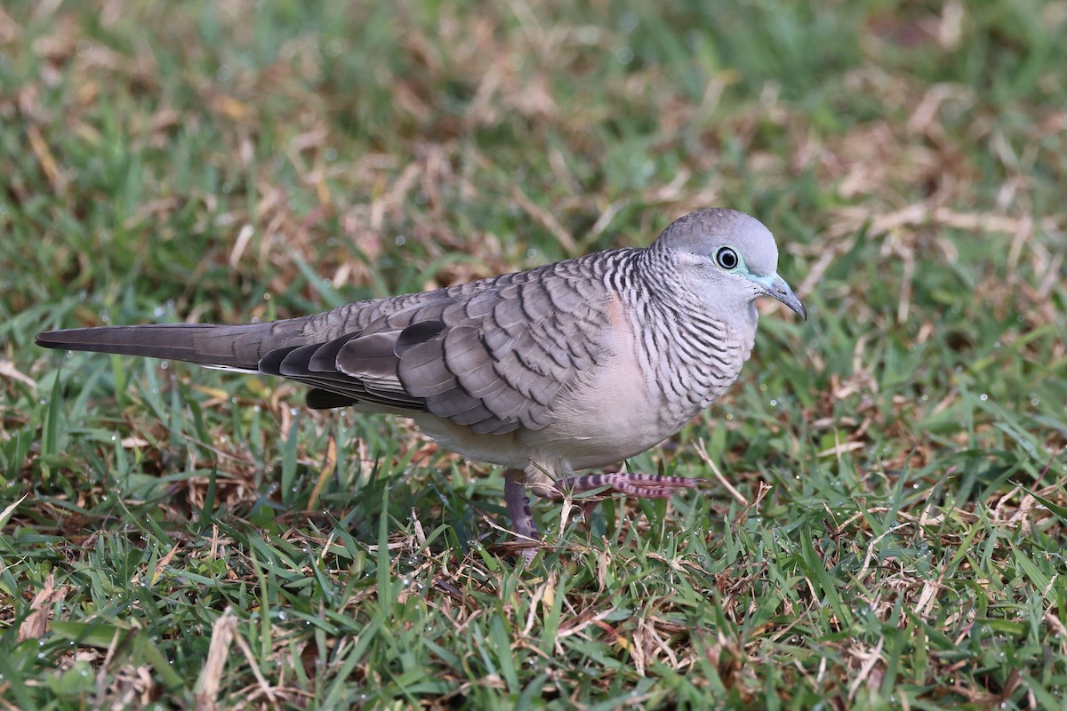 Peaceful Dove - Myles McNally