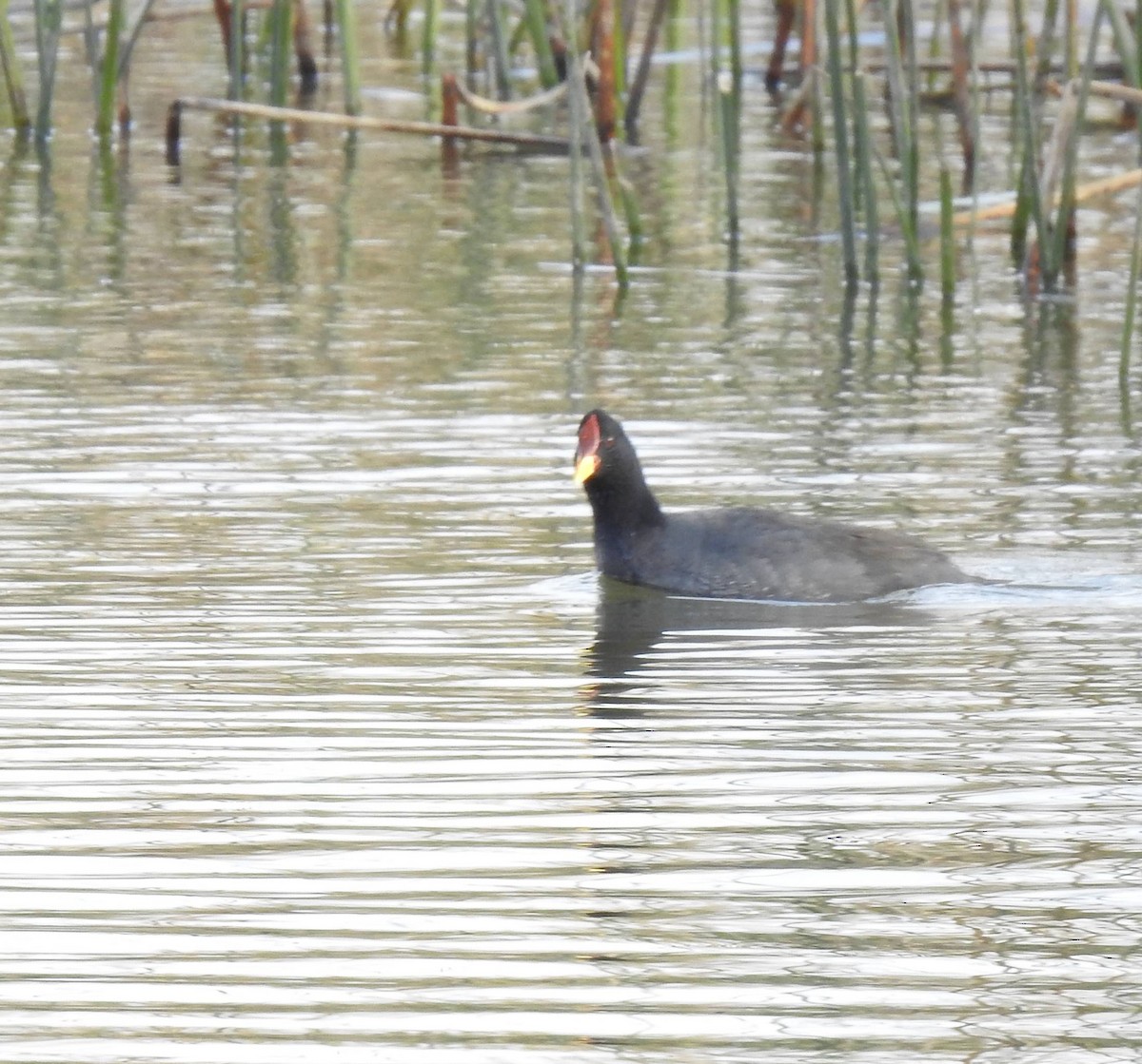 Red-fronted Coot - ML476079941