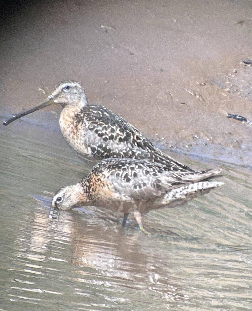 Long-billed Dowitcher - ML476080011