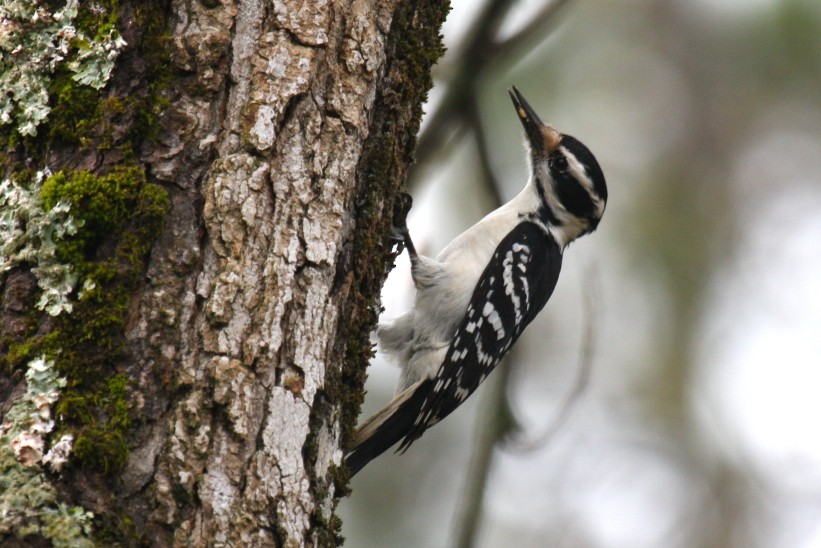 Hairy Woodpecker - ML47608101