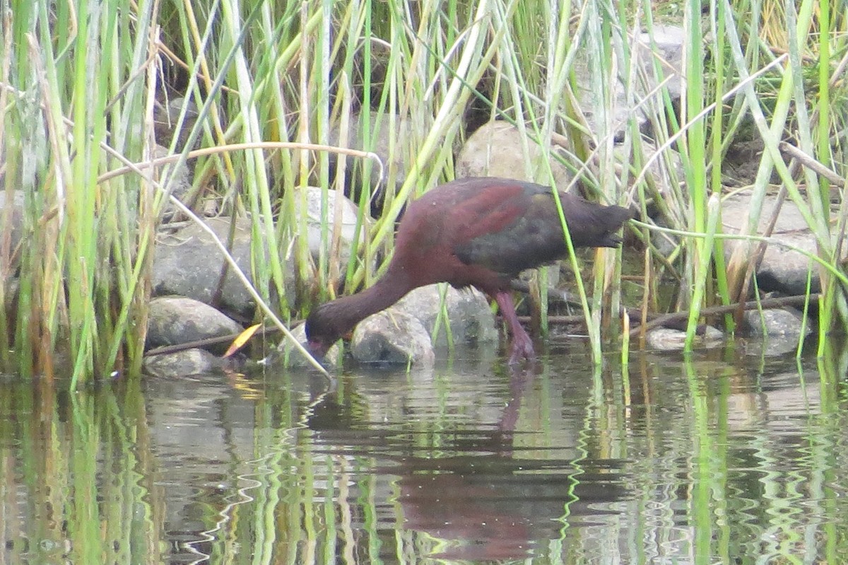 White-faced Ibis - ML476081261