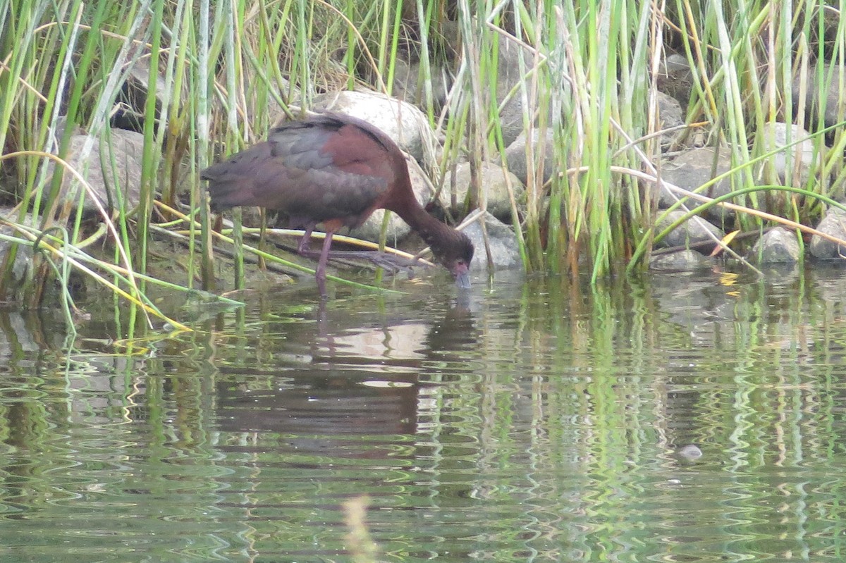 White-faced Ibis - ML476081311