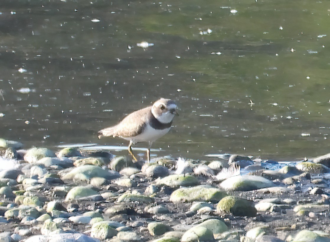 Semipalmated Plover - ML476082371
