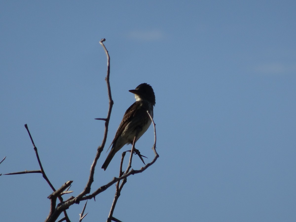 Olive-sided Flycatcher - ML476082921