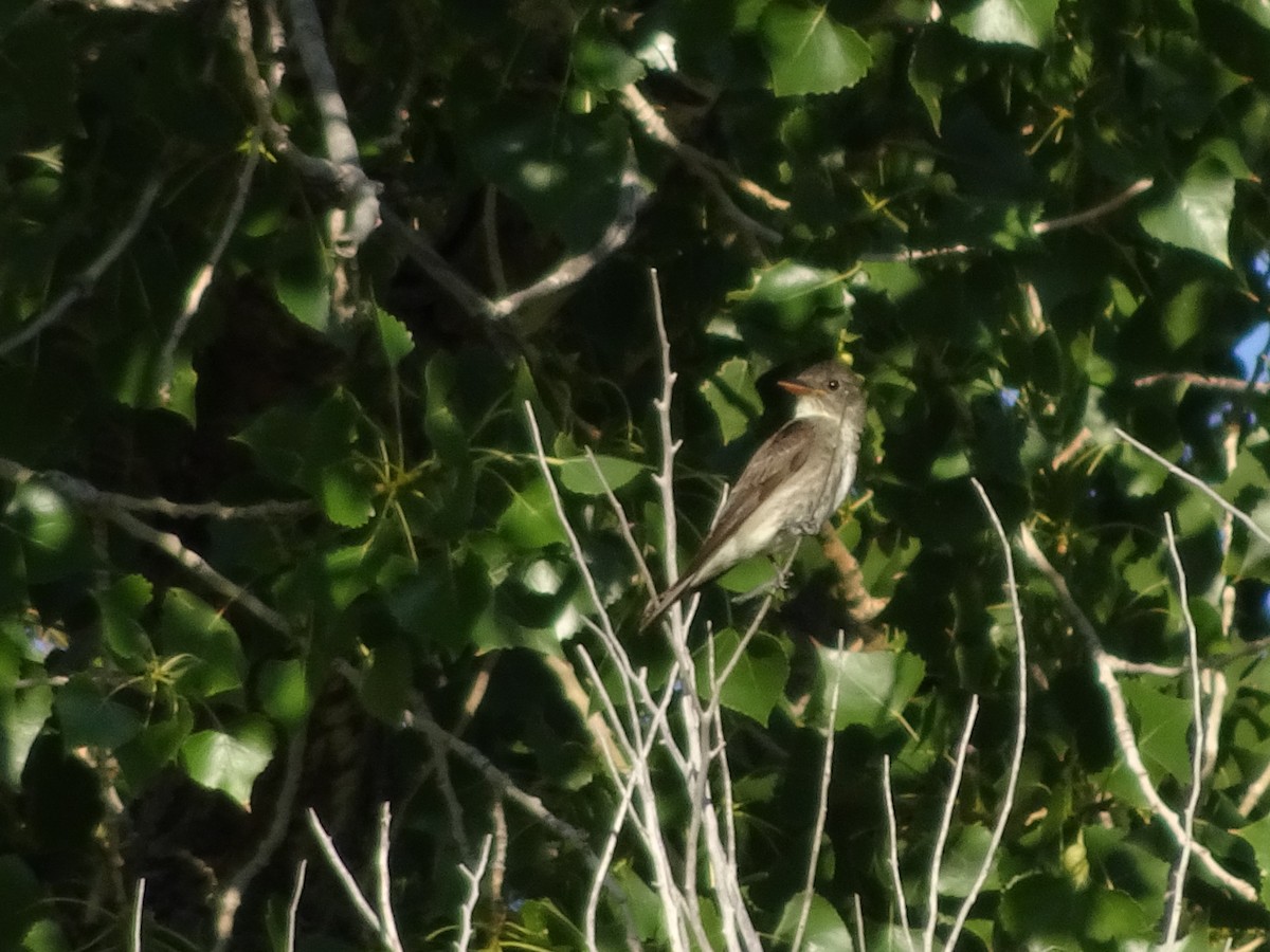 Olive-sided Flycatcher - Merganser Man