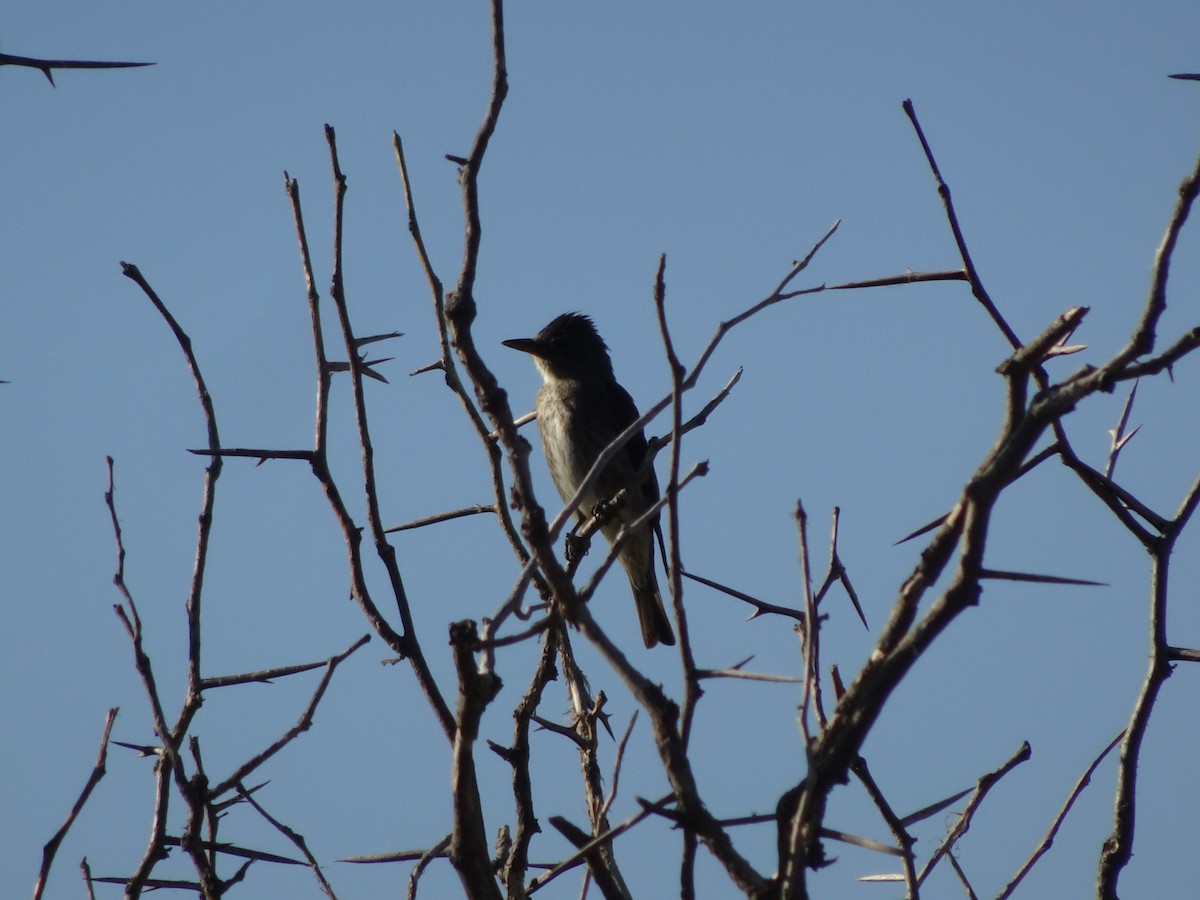 Olive-sided Flycatcher - ML476083121