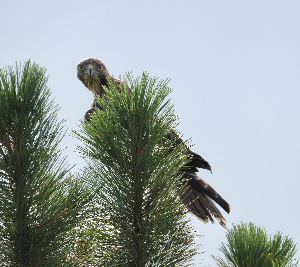 Red-tailed Hawk - ML476083231