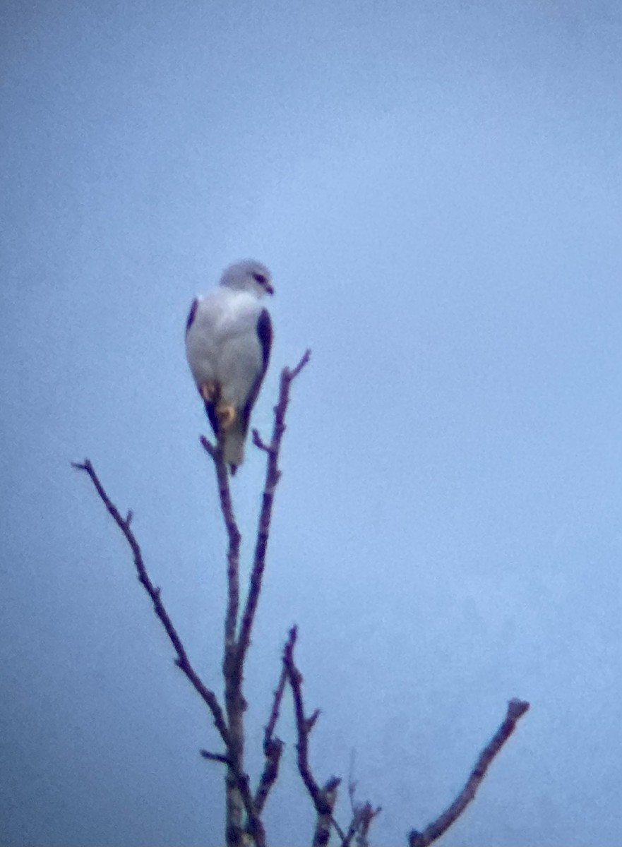 Black-winged Kite - ML476084061