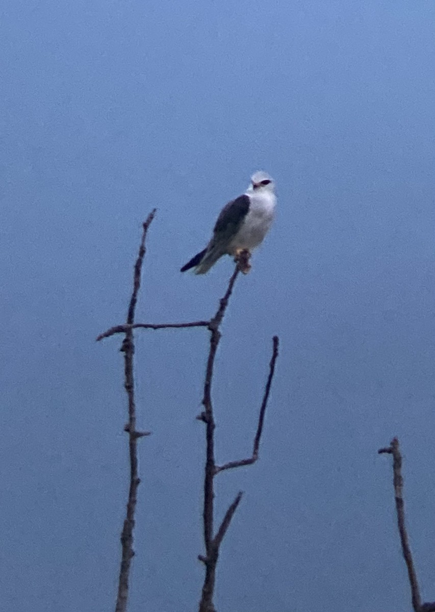 Black-winged Kite - Daniel Schmäing