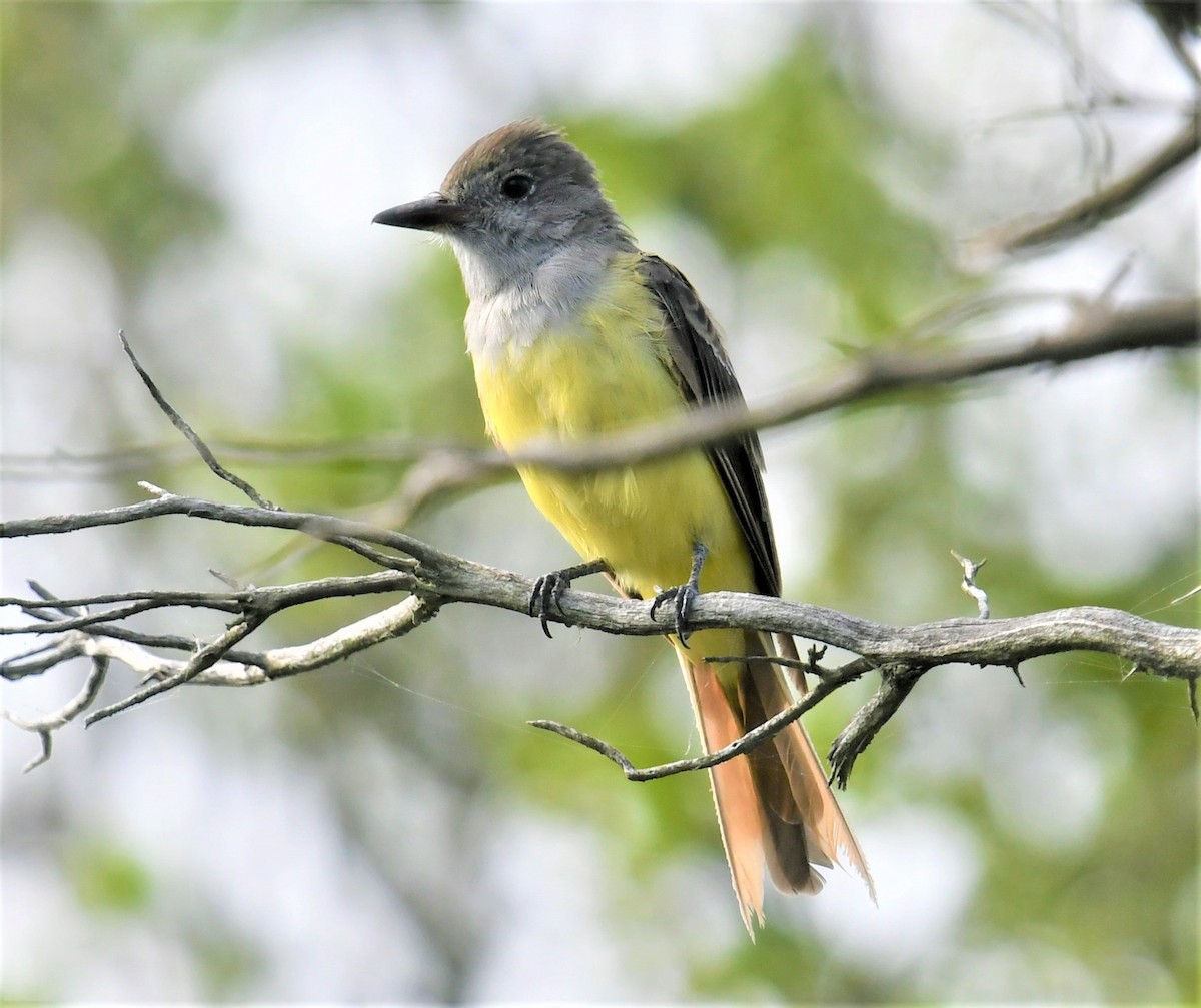 Great Crested Flycatcher - ML476084271