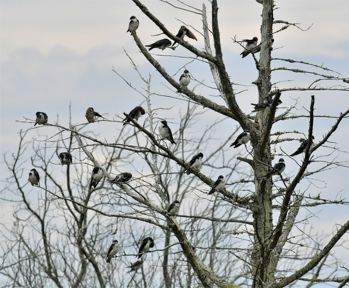 Tree Swallow - MJ Heatherington