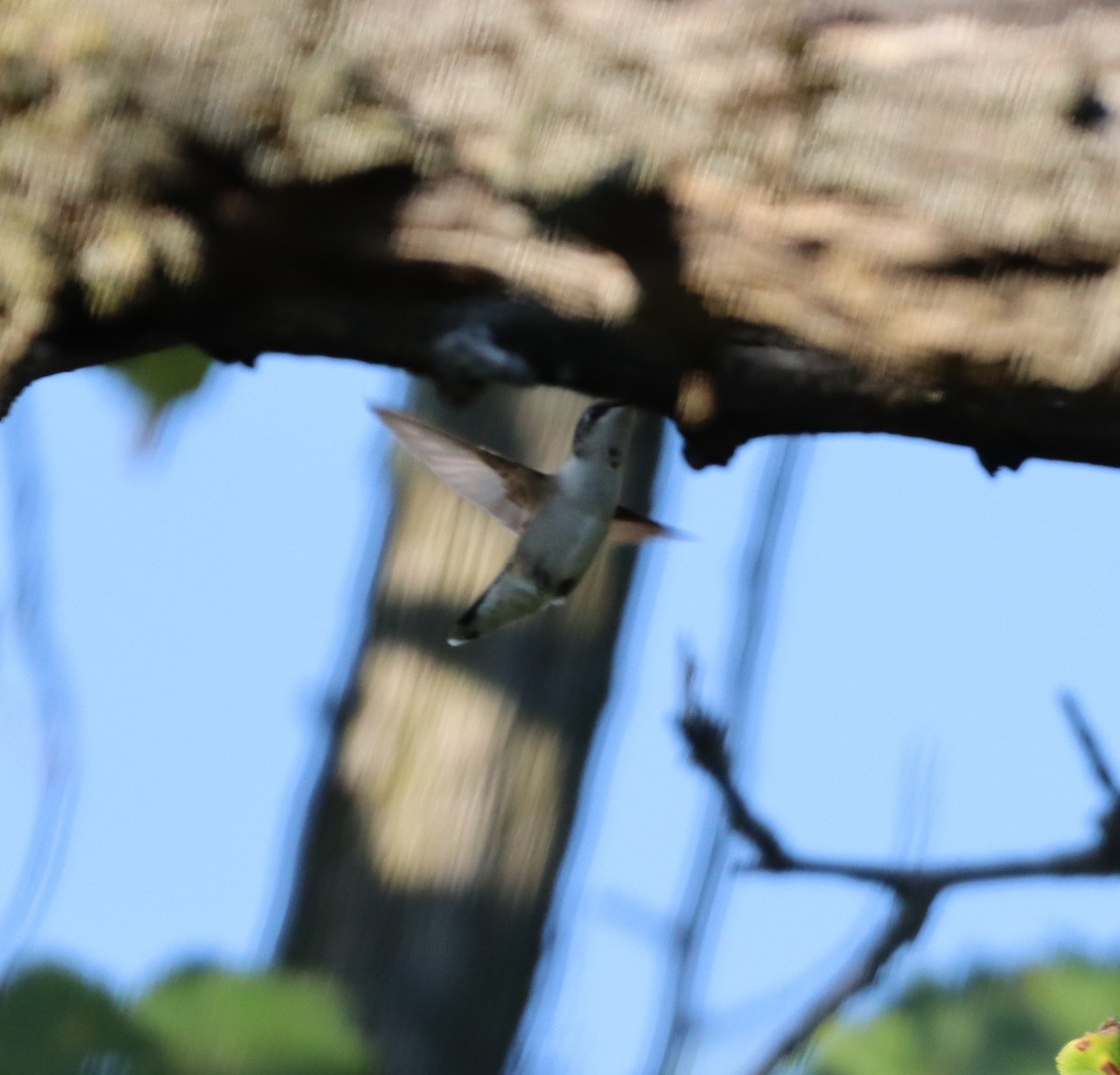 Ruby-throated Hummingbird - ML476084621