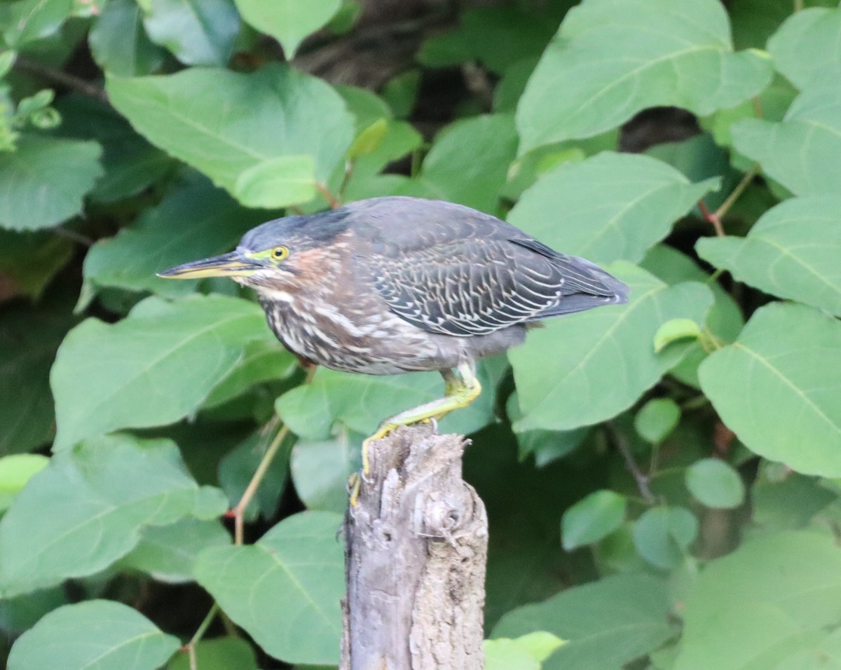 Green Heron - ML476084681