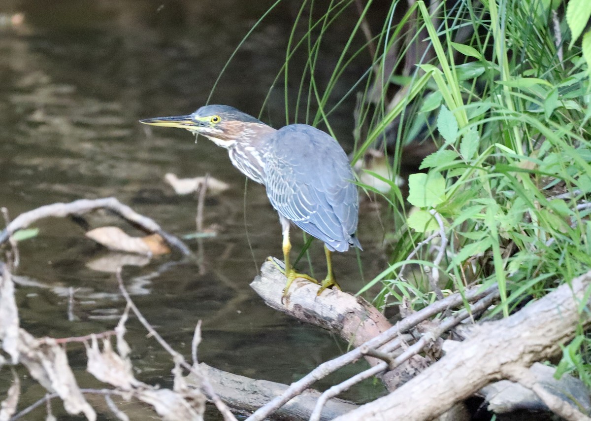 Green Heron - ML476084691