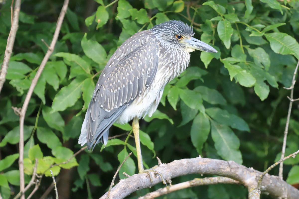 Yellow-crowned Night Heron - ML476084761