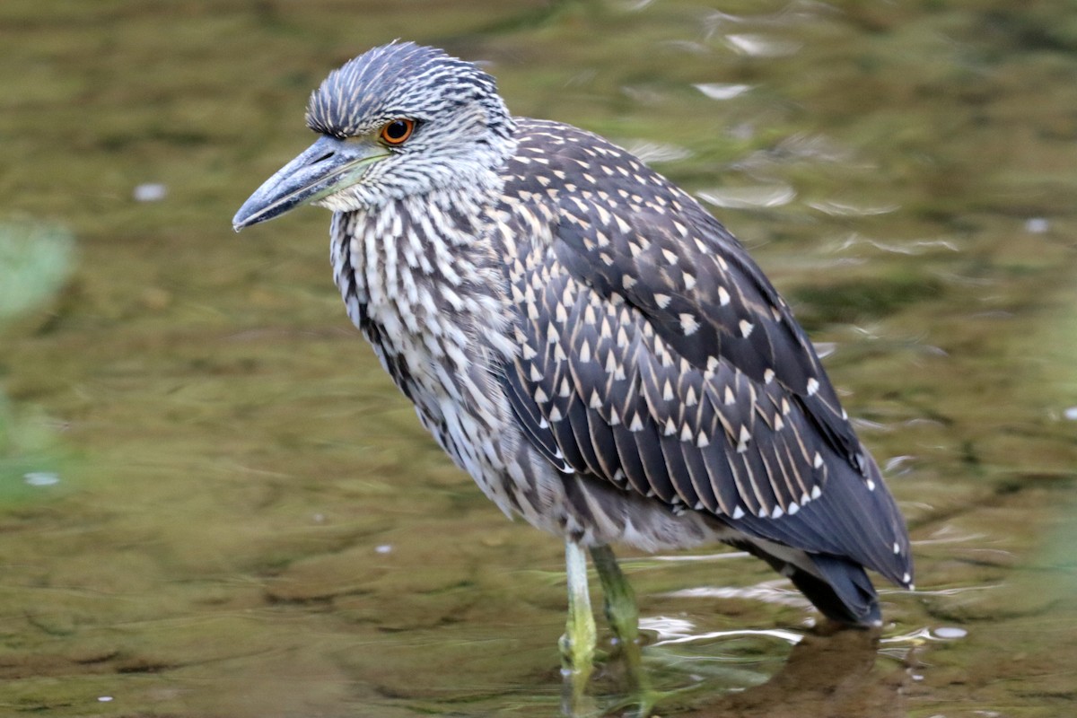 Yellow-crowned Night Heron - ML476084781