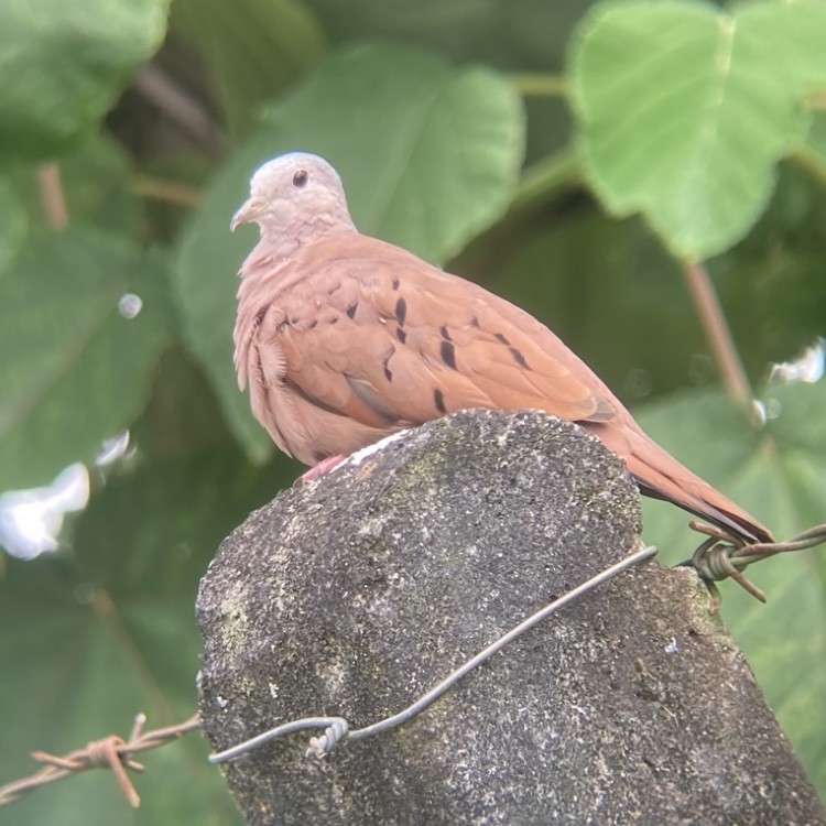 Ruddy Ground Dove - ML476085641