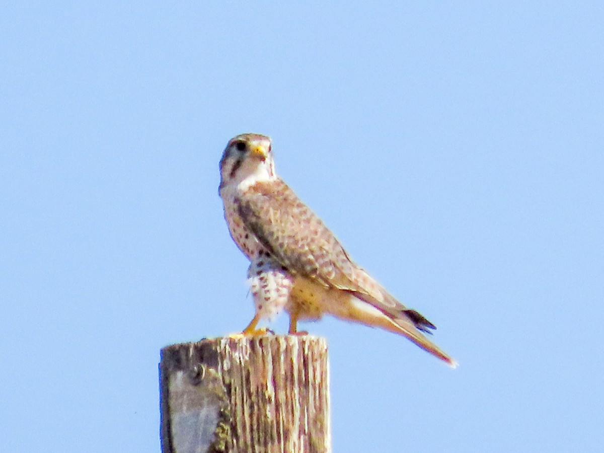 Prairie Falcon - ML476085701