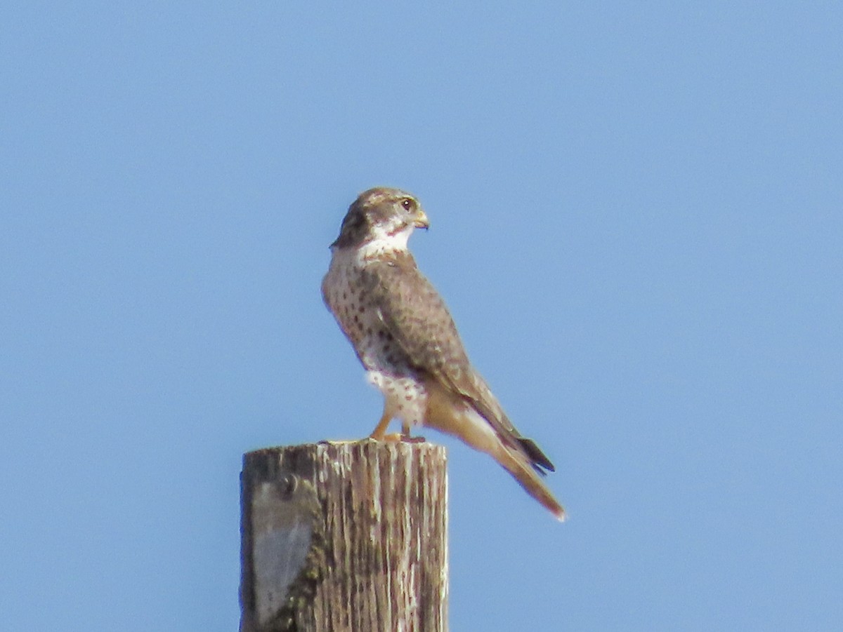 Prairie Falcon - ML476085721