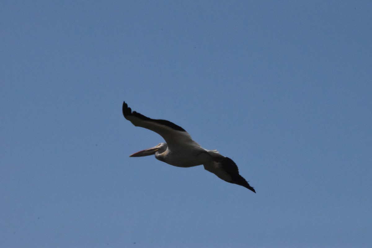 pelikán severoamerický - ML476089141