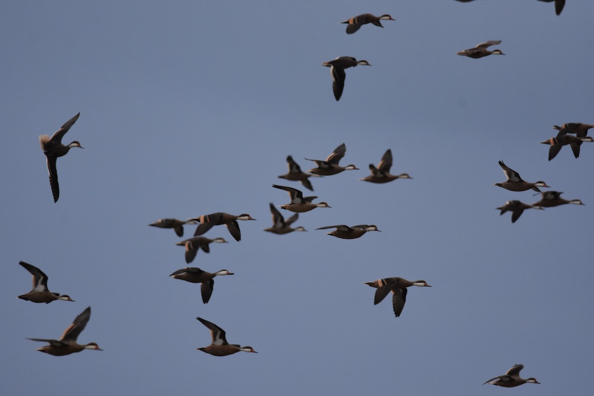 White-cheeked Pintail - Kazumi Ohira