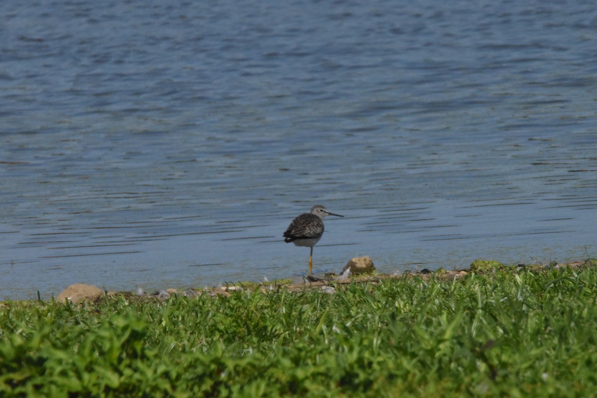 Lesser Yellowlegs - Mike Marble