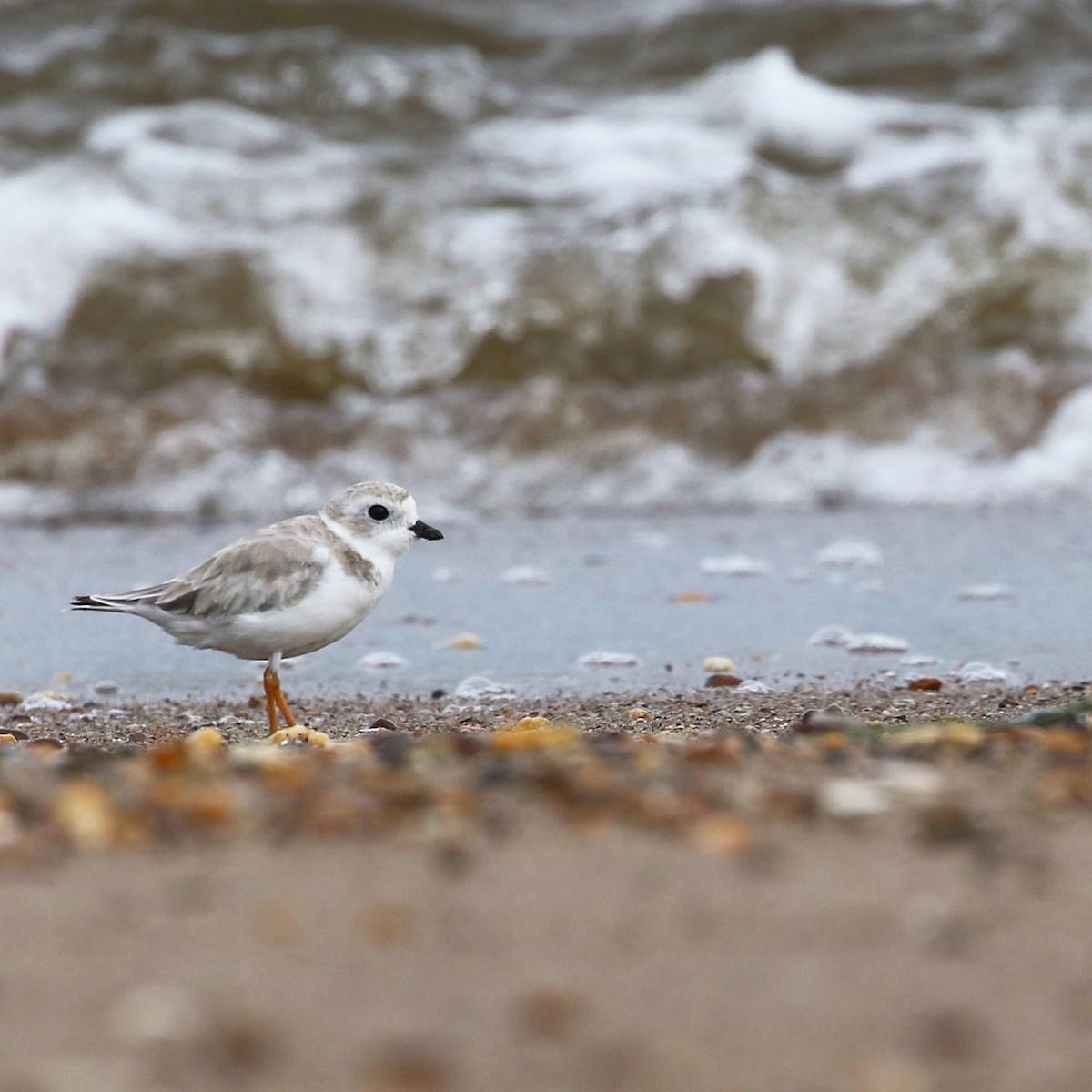 Piping Plover - ML476089381