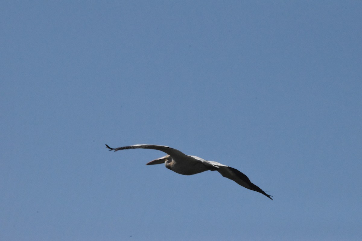 pelikán severoamerický - ML476089681