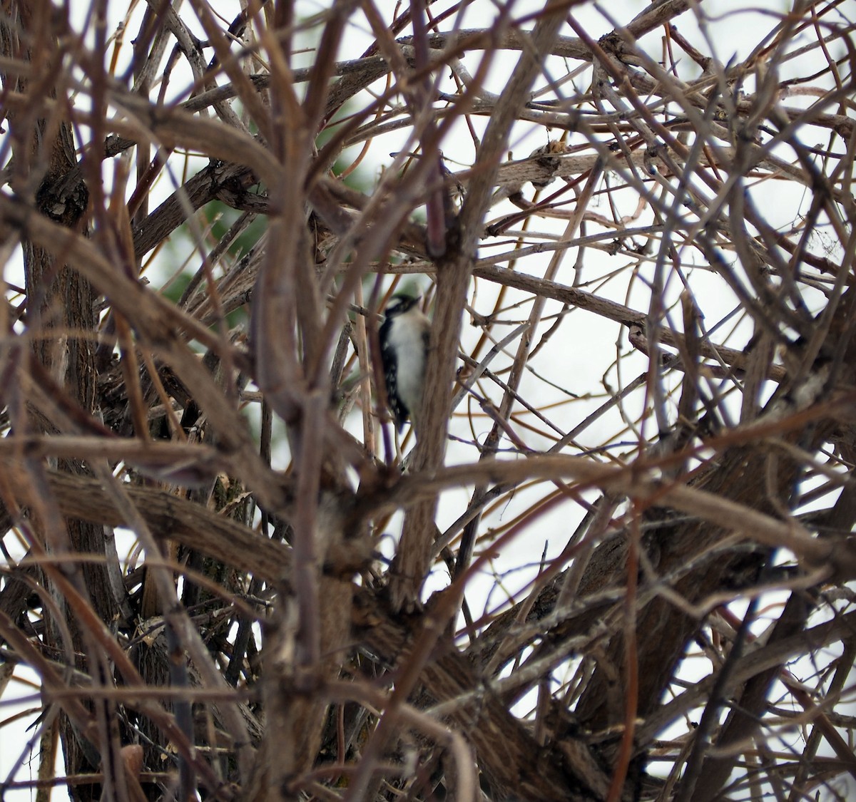 Downy Woodpecker - ML47609051