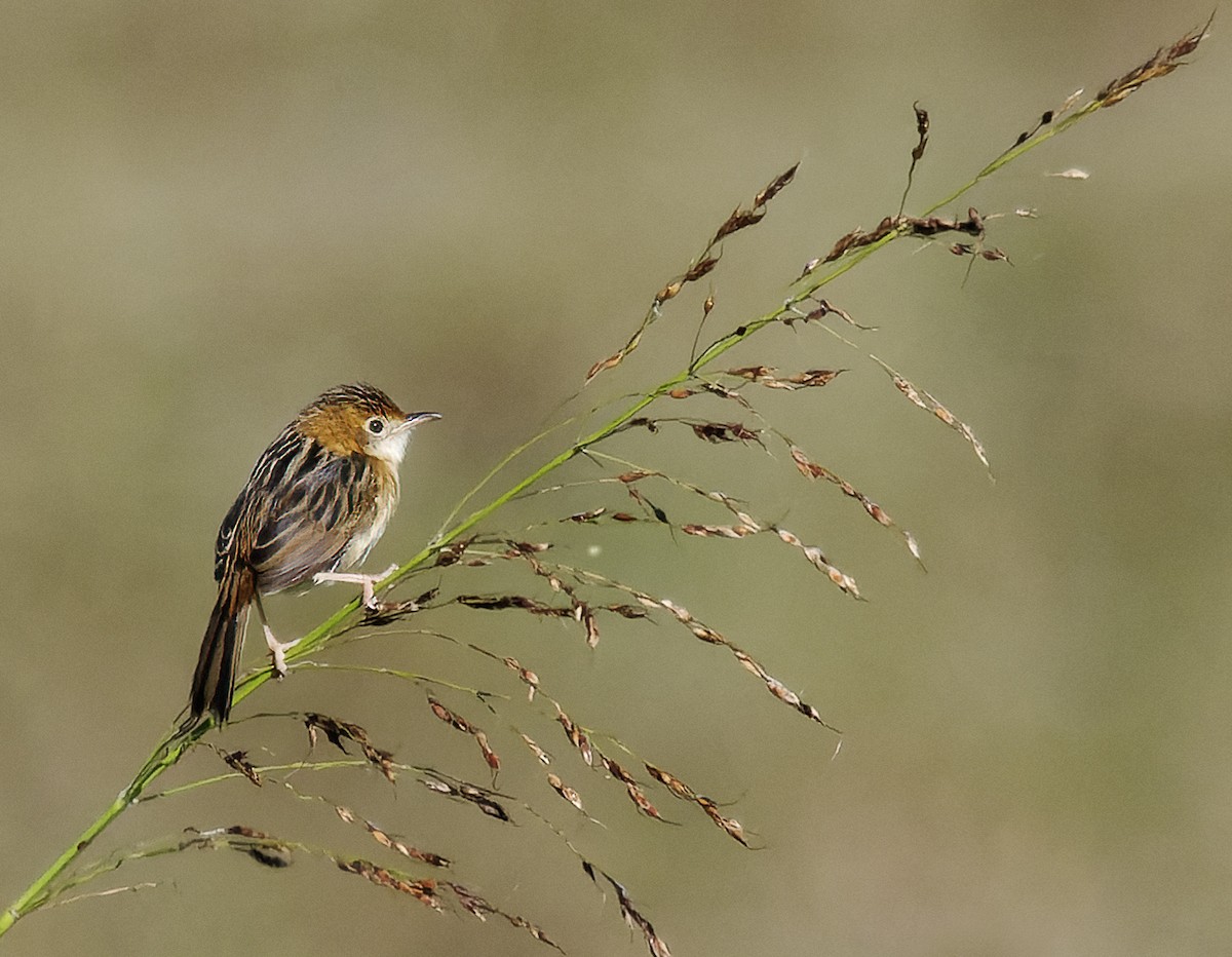 Golden-headed Cisticola - ML476091061