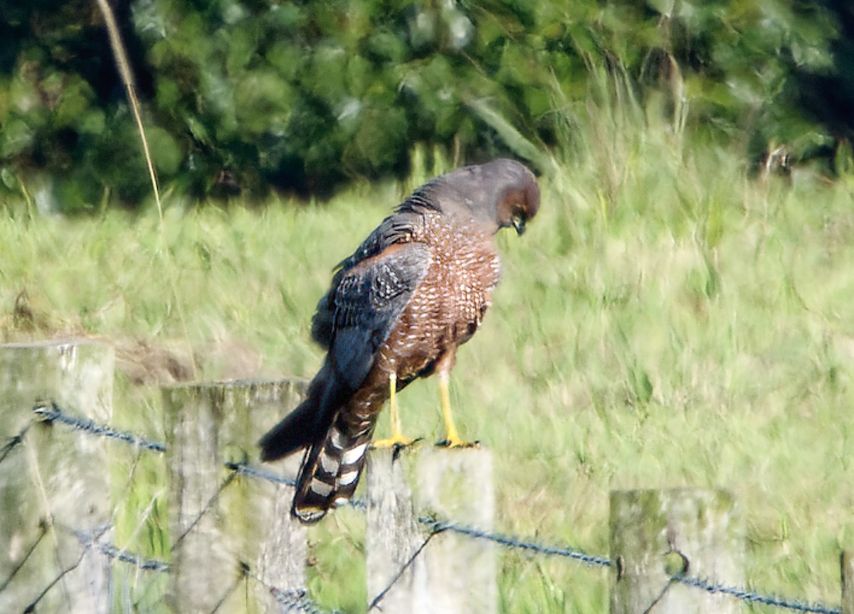 Spotted Harrier - ML476091081