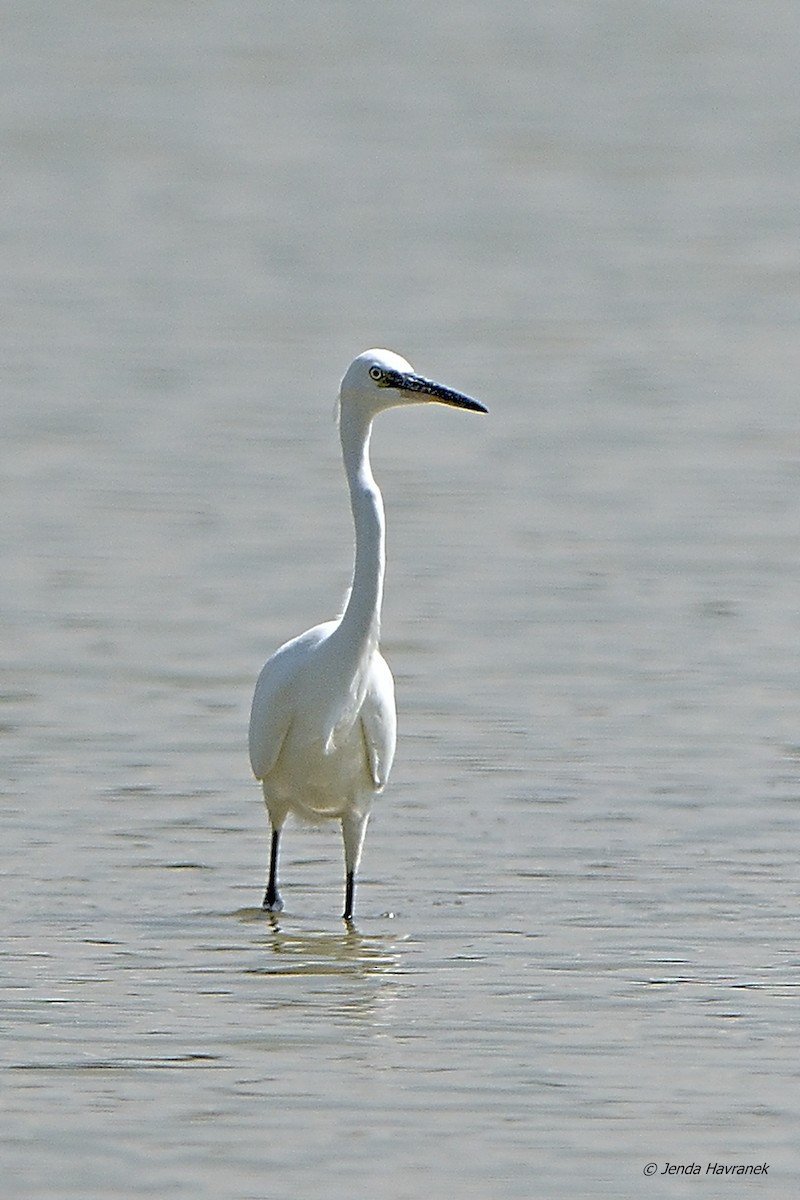 小白鷺 - ML476092171