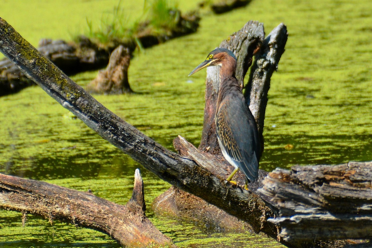 Green Heron - ML476093331