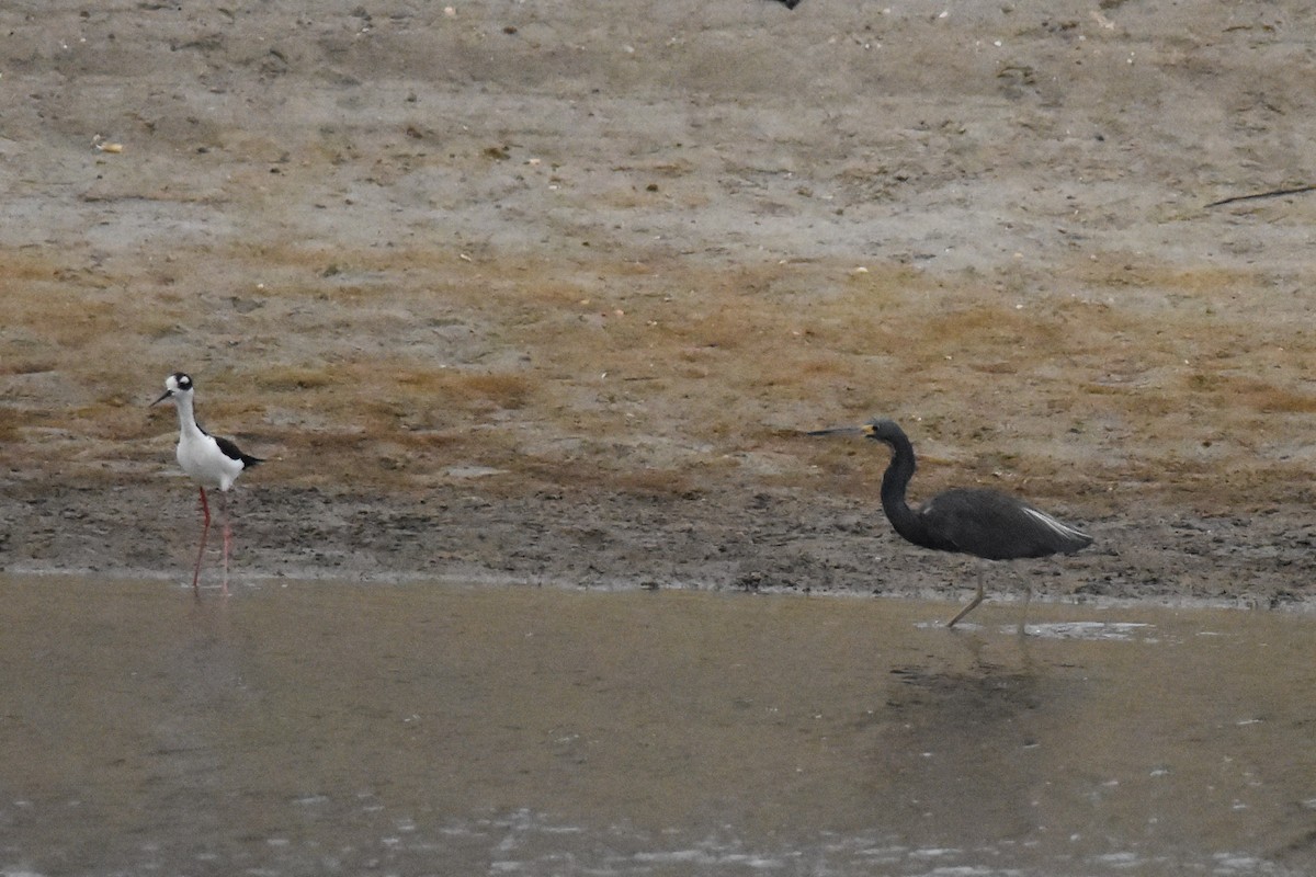 Little Blue Heron - ML476094451