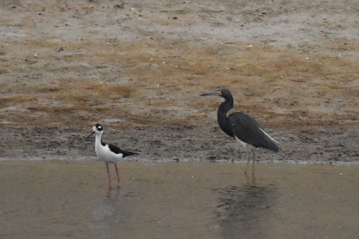 Little Blue Heron - ML476094751