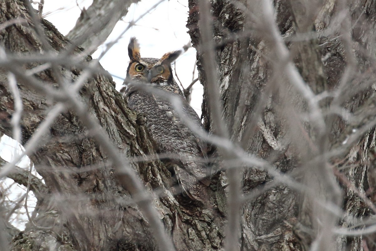 Great Horned Owl - ML47609571