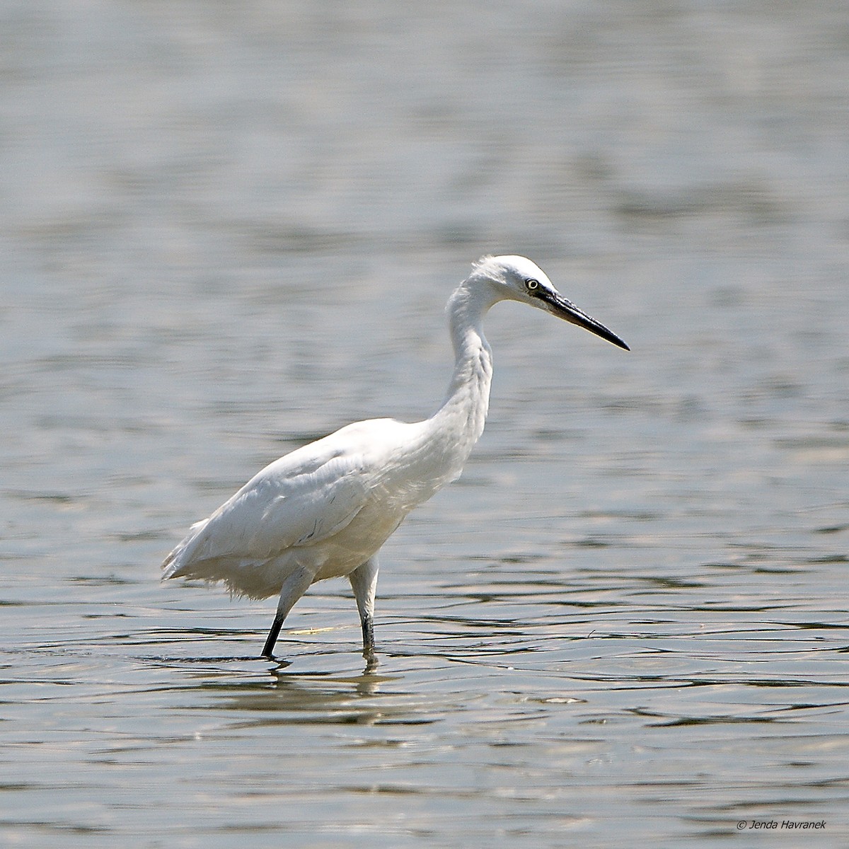 小白鷺 - ML476095921