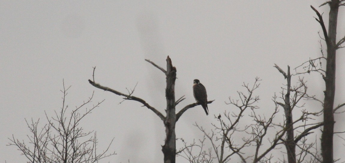 Peregrine Falcon - ML47609761
