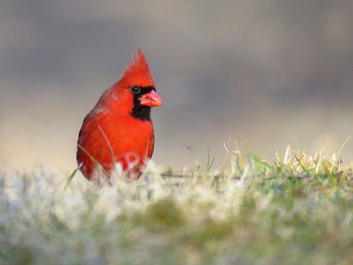 Cardinal rouge - ML47609781