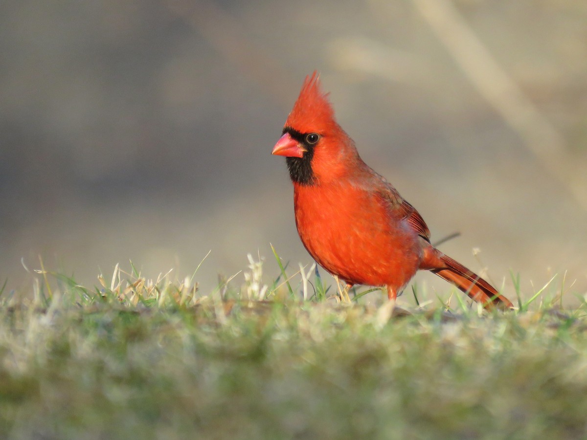 Cardinal rouge - ML47609791