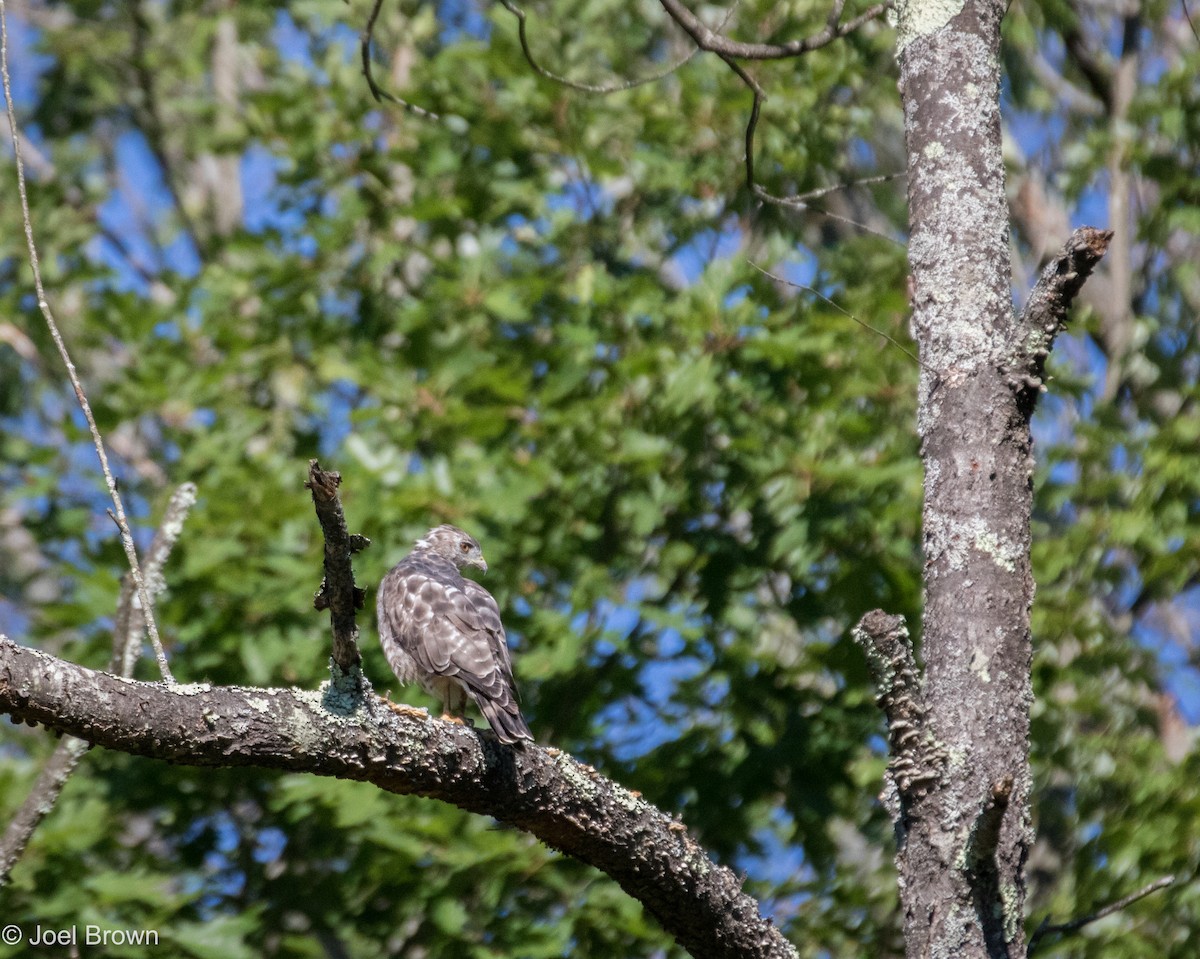 Cooper's Hawk - ML476099461