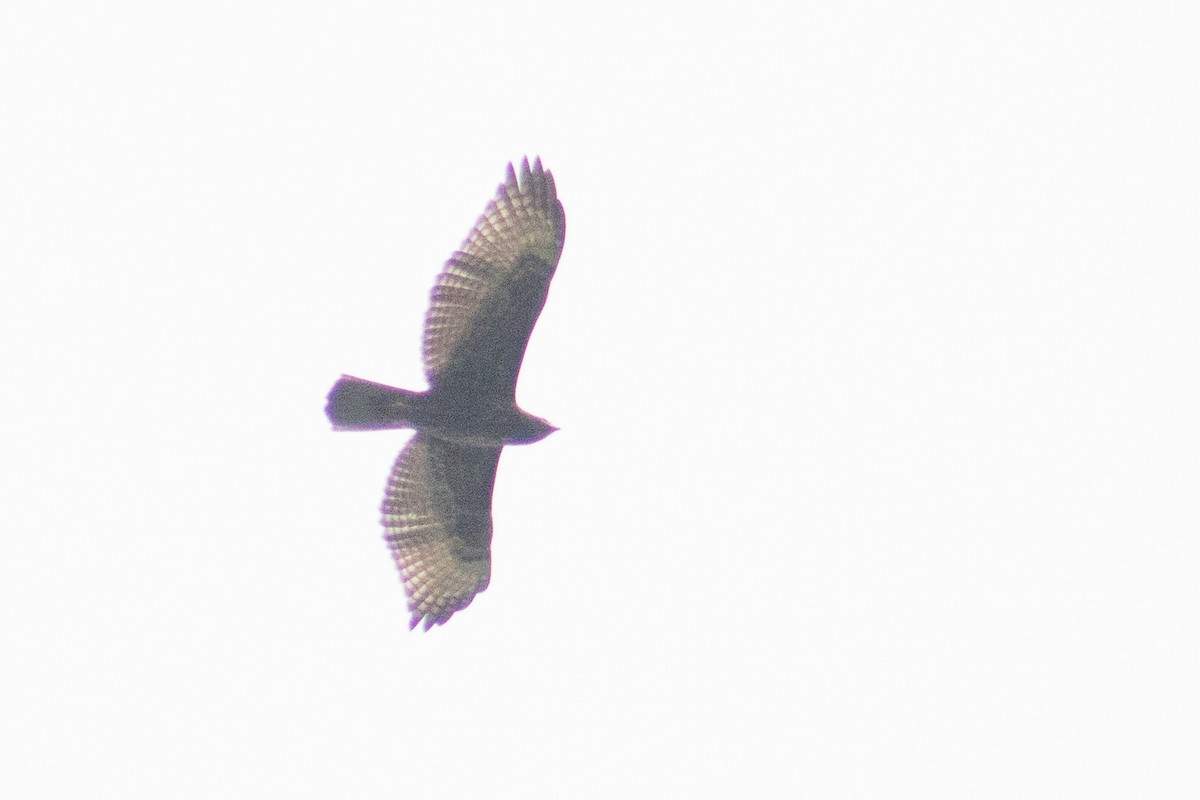 Short-tailed Hawk - ML476099871