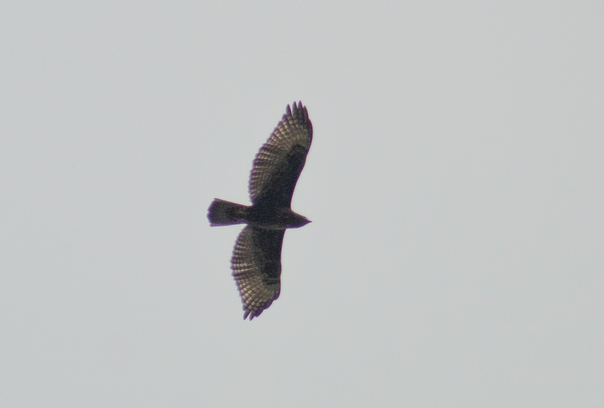Short-tailed Hawk - ML476099881