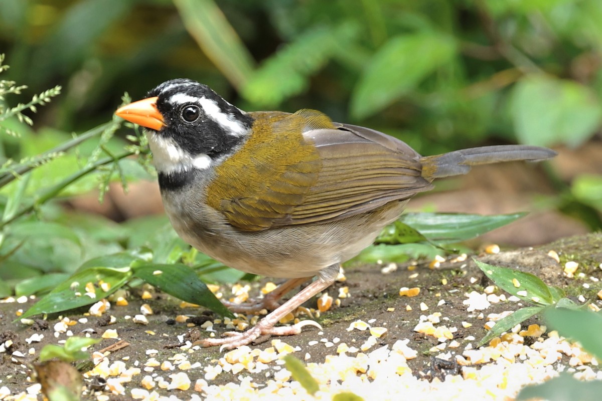 Orange-billed Sparrow (aurantiirostris Group) - ML476099951