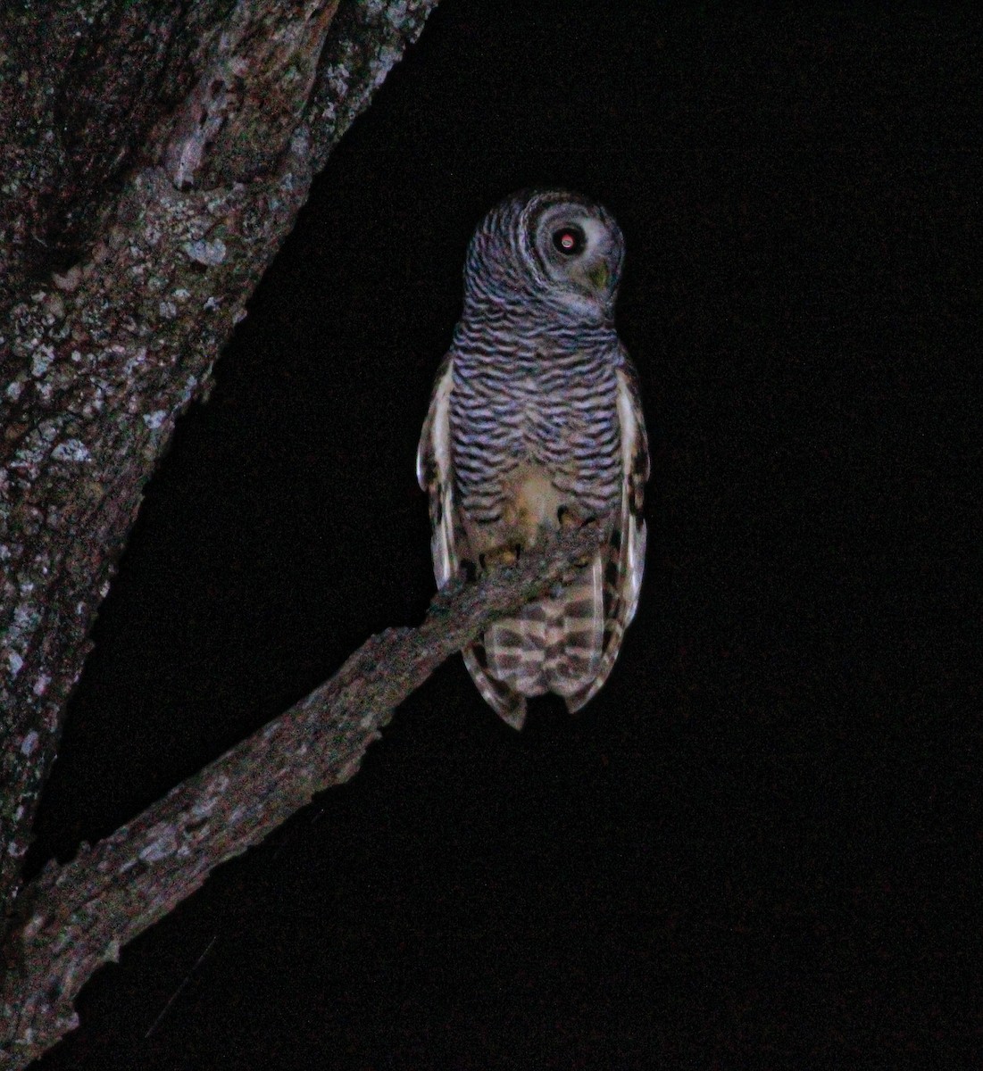 Chaco Owl - ML476101641