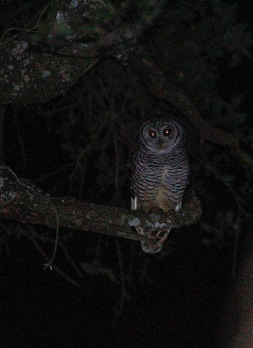 Chaco Owl - ML476101981